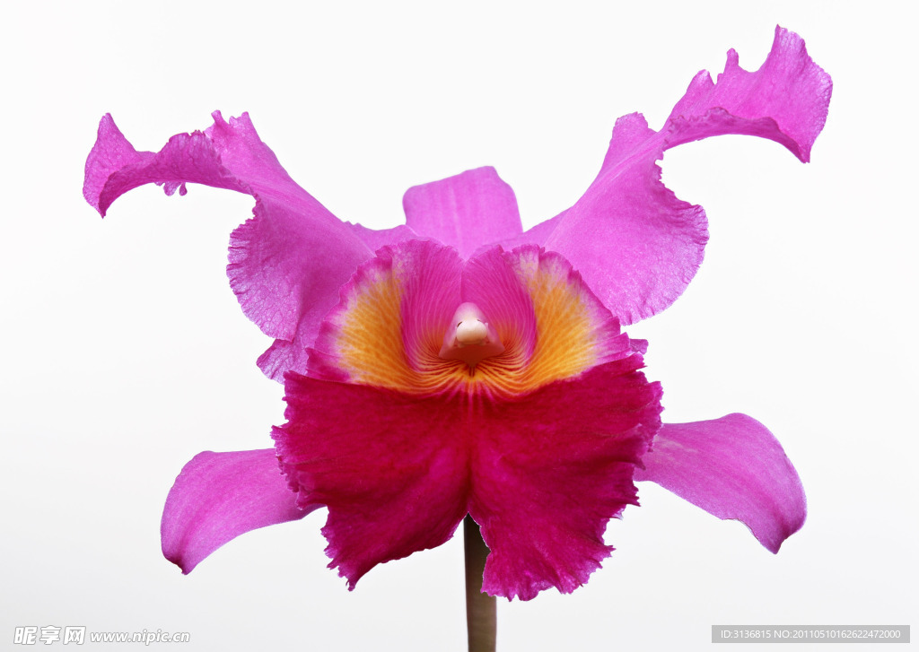蝴蝶花