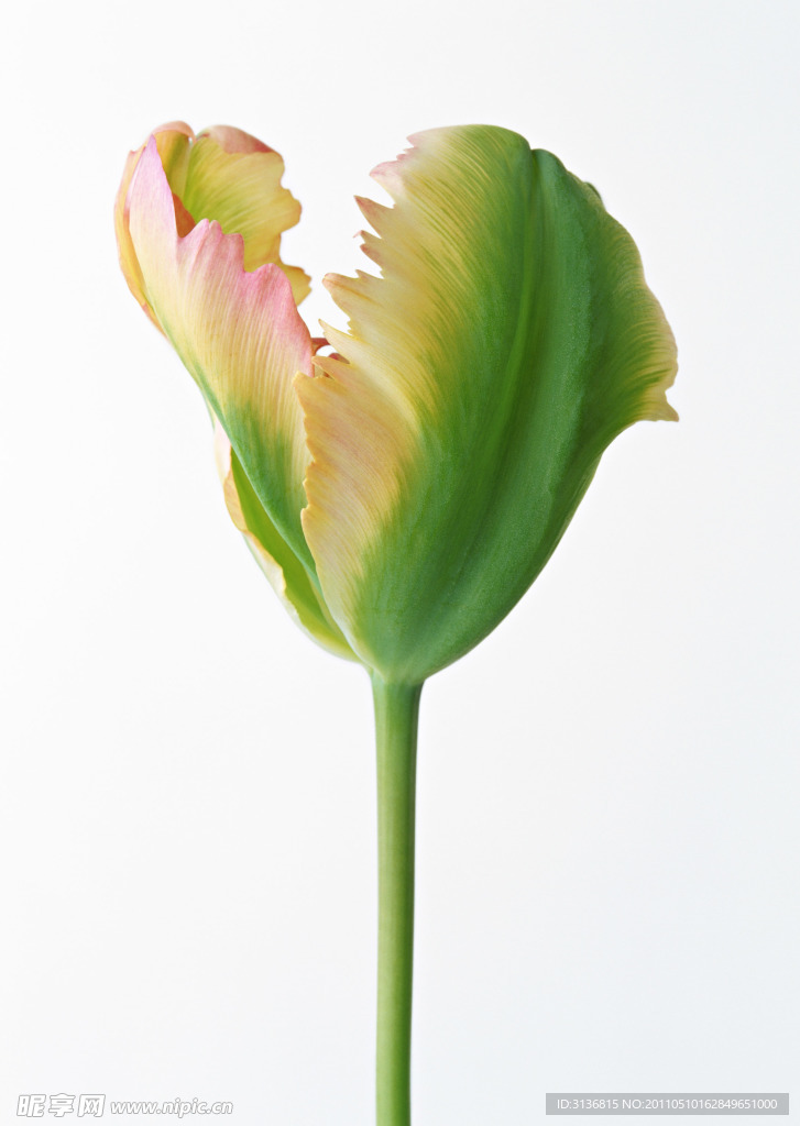 植物花