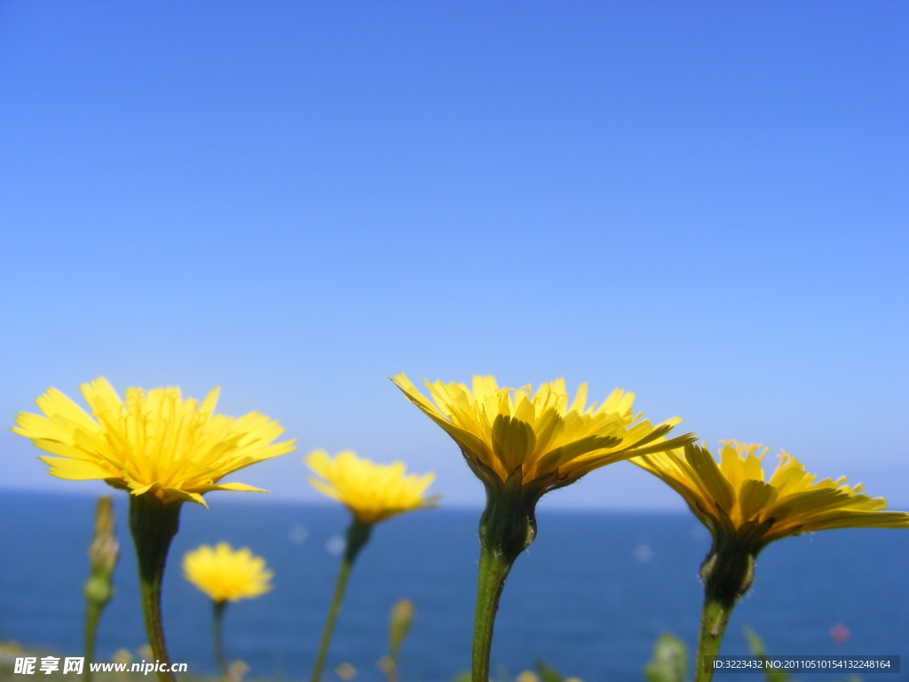 蓝天 野菊花