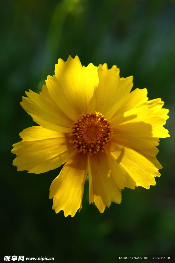 雏菊