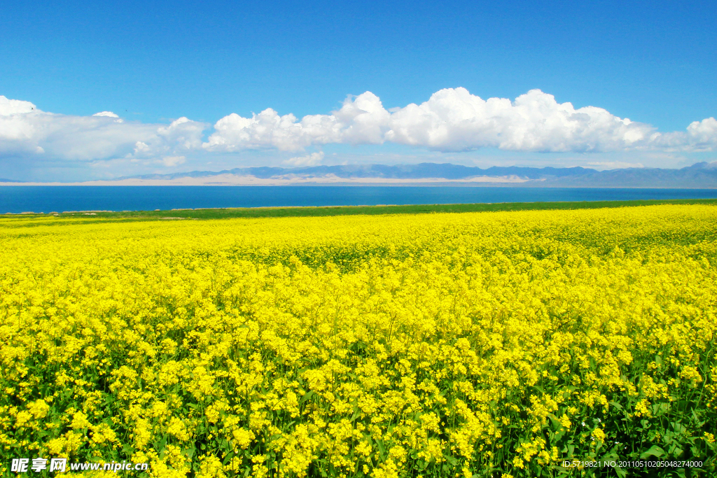 油菜花