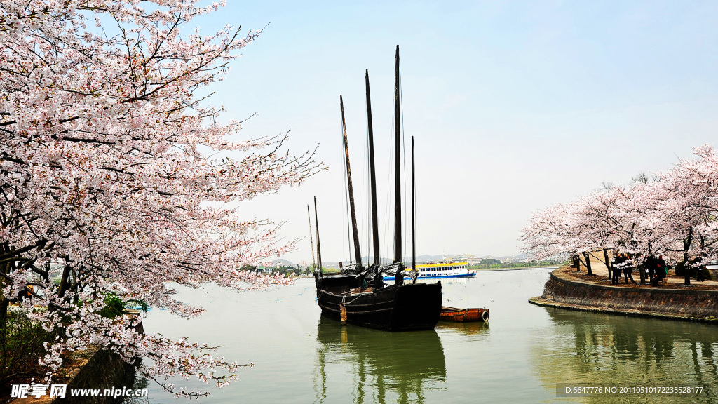 樱花帆船