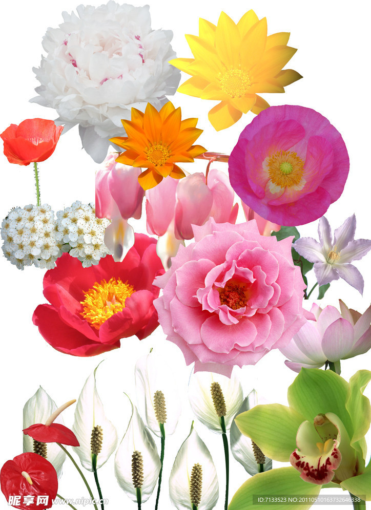 花卉