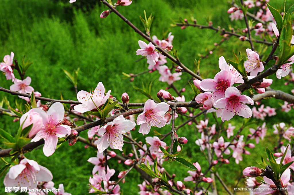 桃花