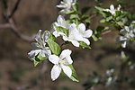 白花