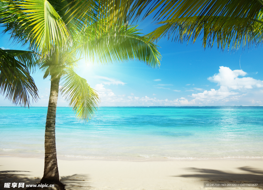 海洋沙滩椰子树
