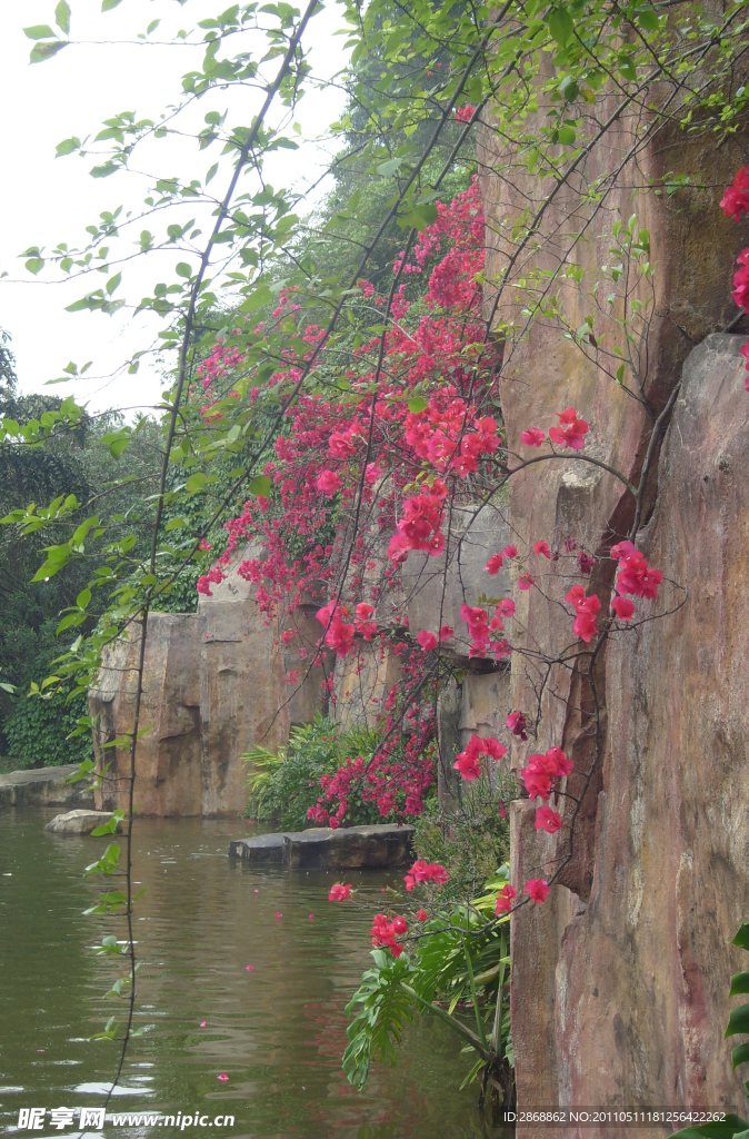 叶子花