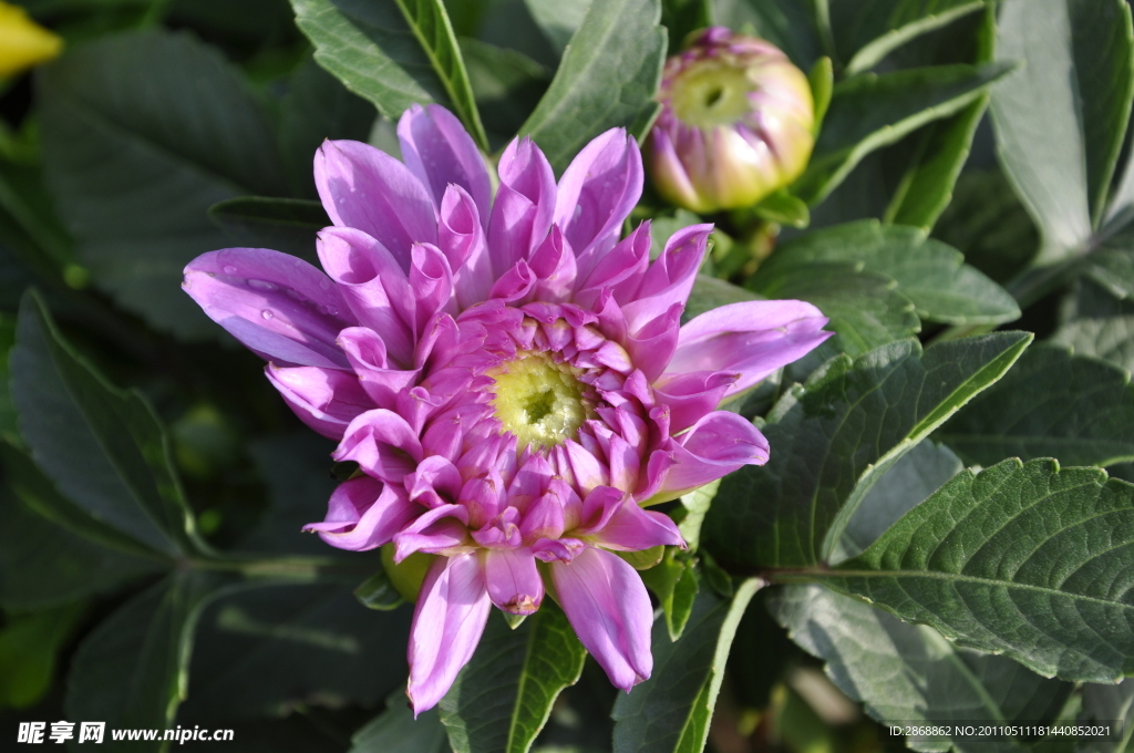 菊花