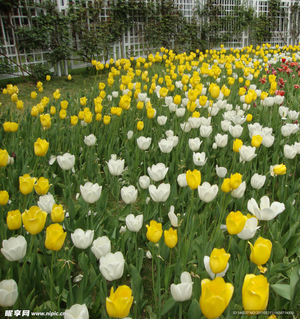 鲜花