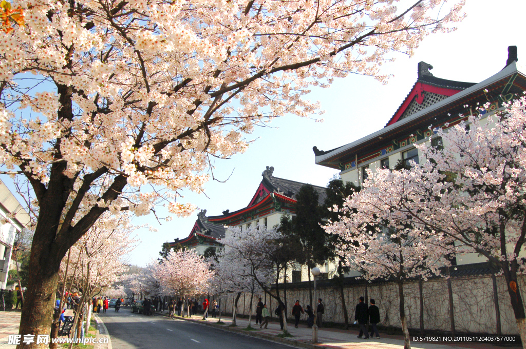 樱花