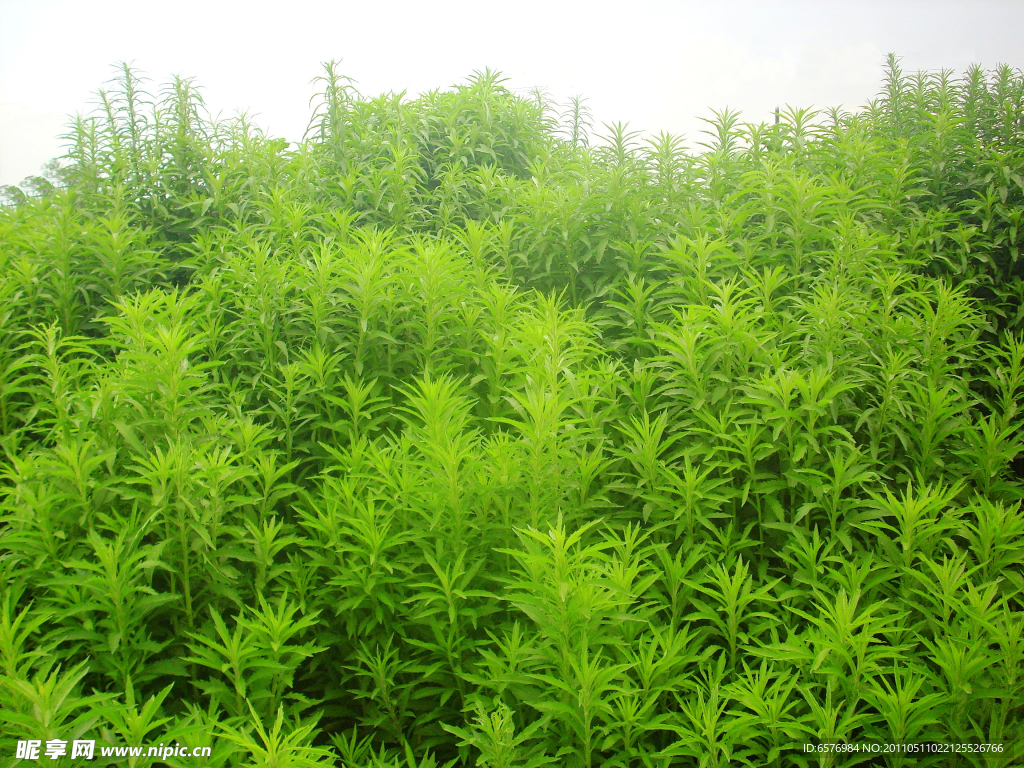 茂盛的野草