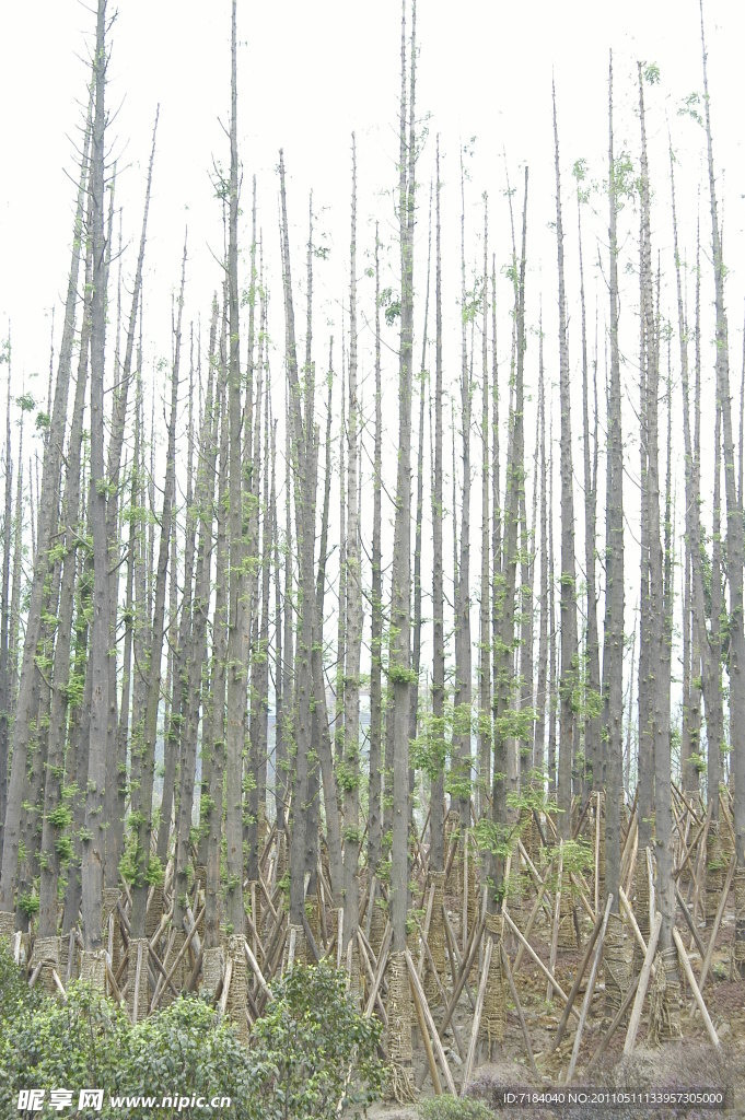 种树