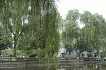 柳树