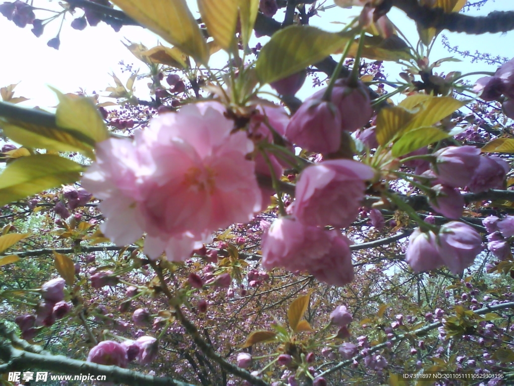 近看樱花