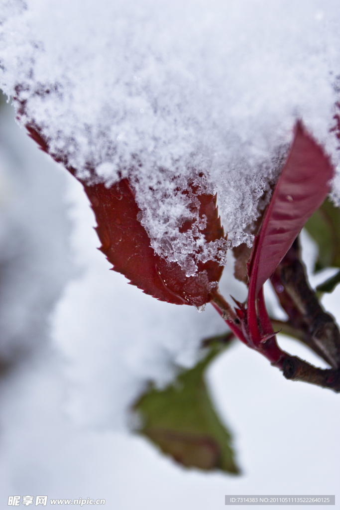 雪与树叶
