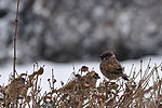 雪中小鸟