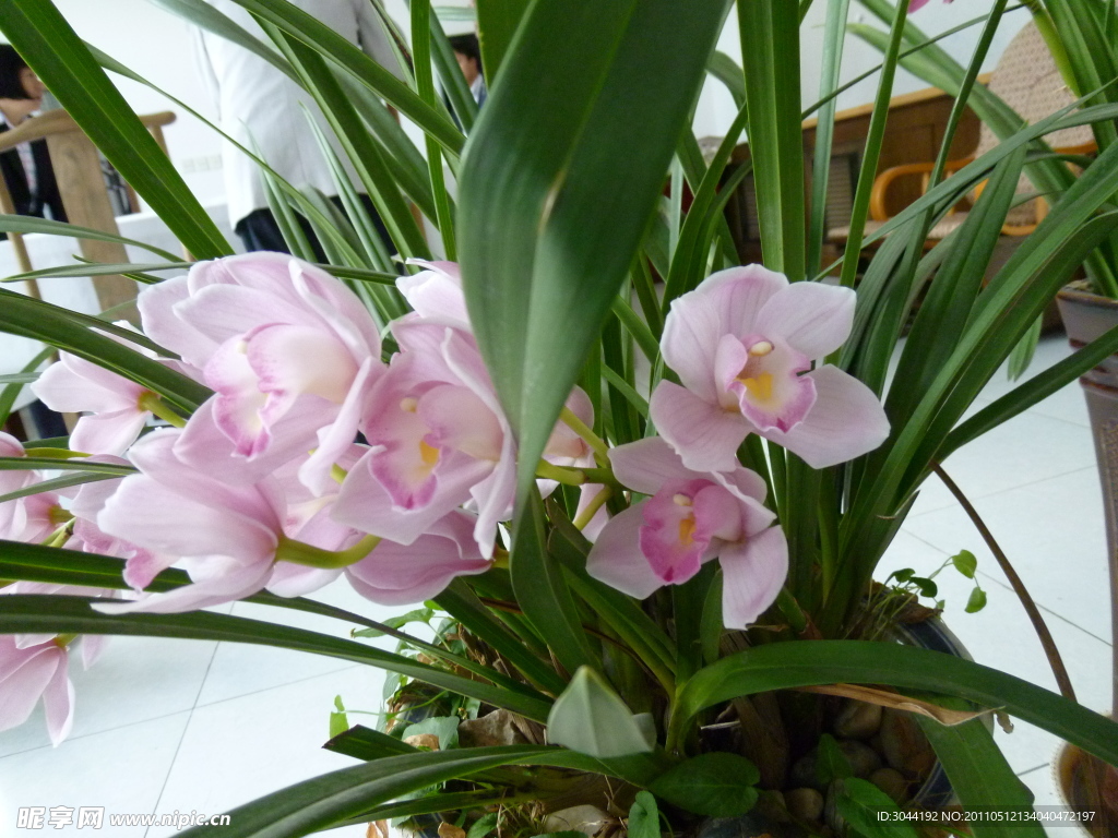 粉花