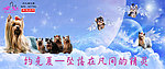 宠物海报