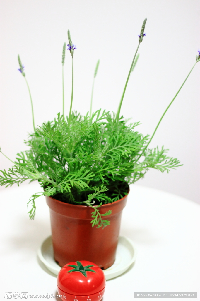 薰衣草