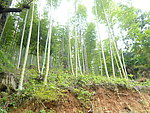 竹林