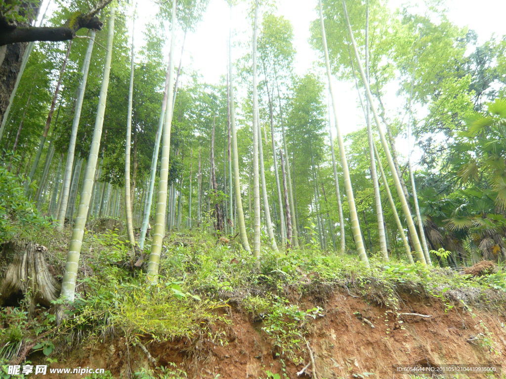 竹林
