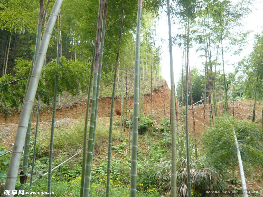 竹林