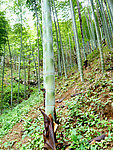 竹林