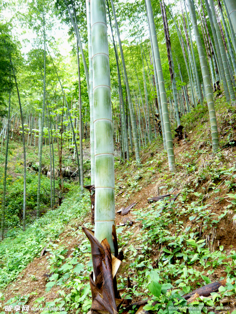 竹林