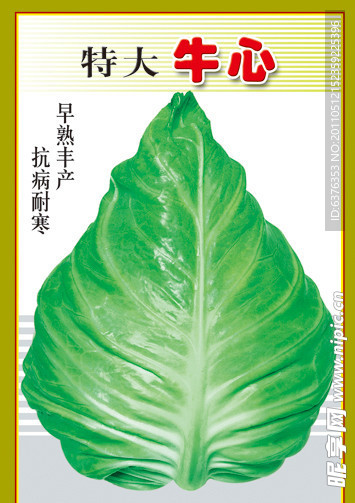 牛心菜种子包装
