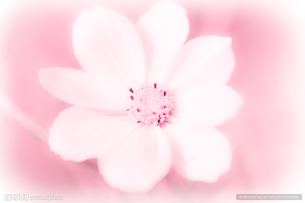 小花