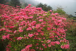 杜鹃花