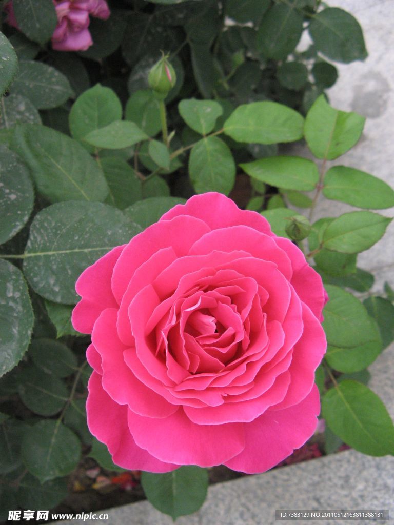 红色月季