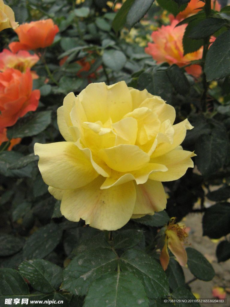 黄色月季花