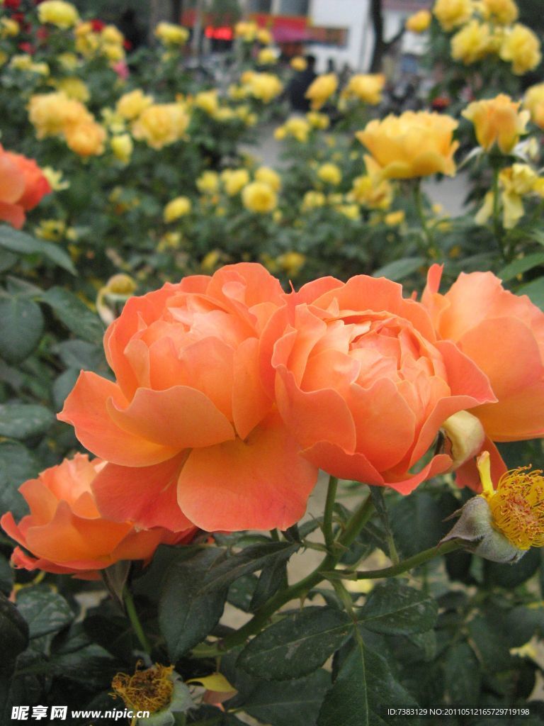 橙色月季花