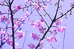 櫻花
