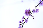 櫻花