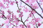 櫻花