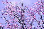 櫻花
