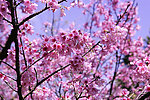 櫻花