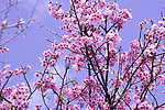 櫻花