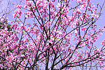 櫻花