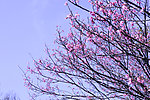 櫻花
