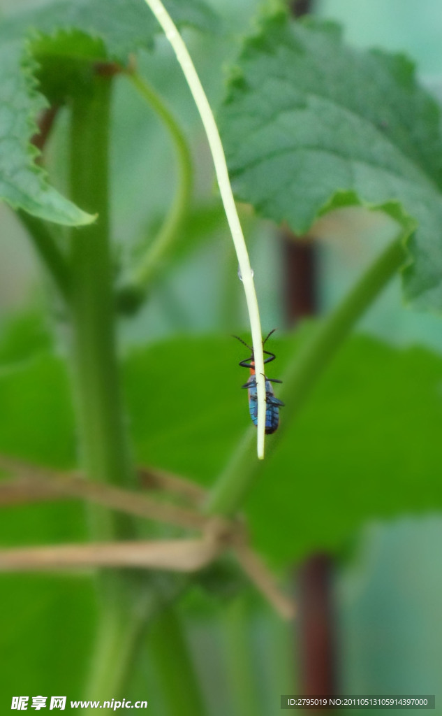 绿芽与昆虫