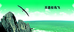海鸥飞翔