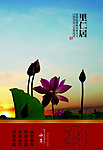 夕阳荷花