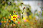花儿