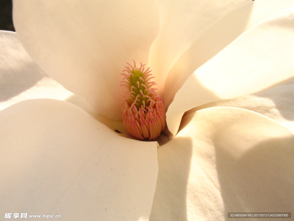 玉兰花花蕊