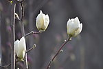 含苞玉兰