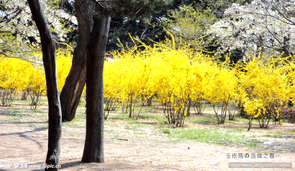 小树 黄色的花