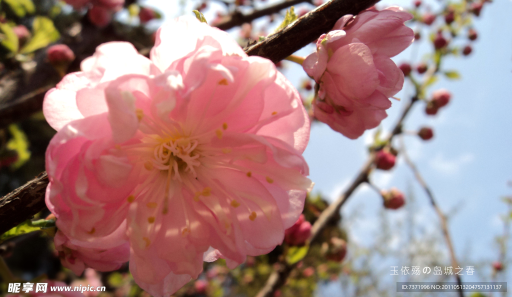 樱花